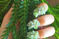 succulent nails
